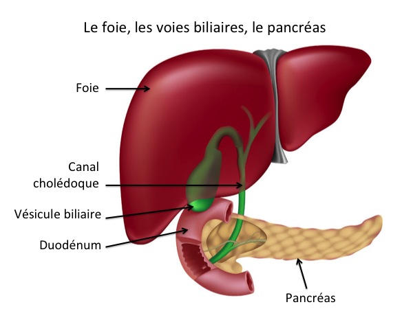 Voies biliaires, foie, côlon et pancréas : quels sont leurs rôles dans notre organisme ?