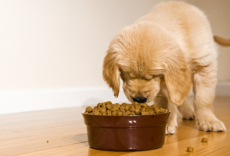 Donner une alimentation équilibrée à son chien